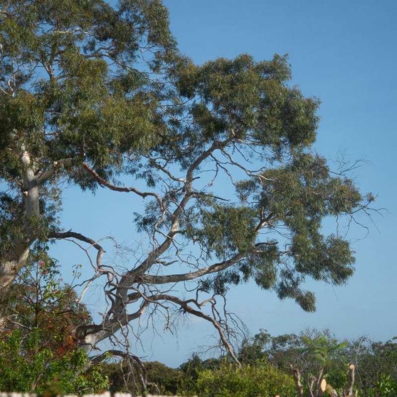 An Overgrowth